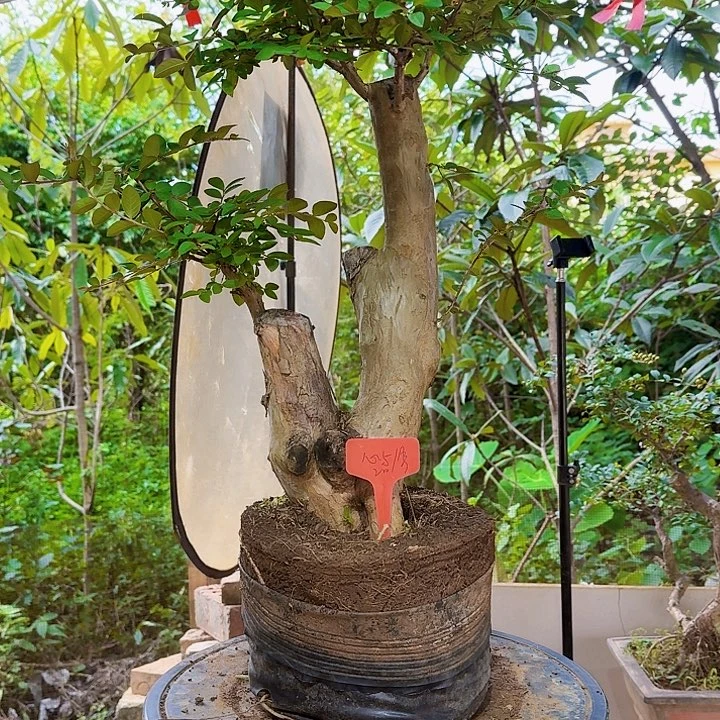 无花朵紫薇老桩11111