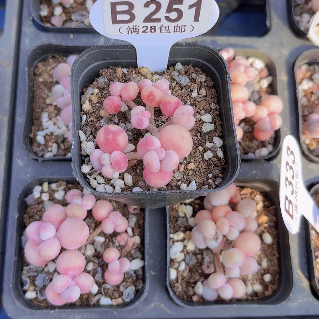 阿*B521丸叶桃果一物一拍