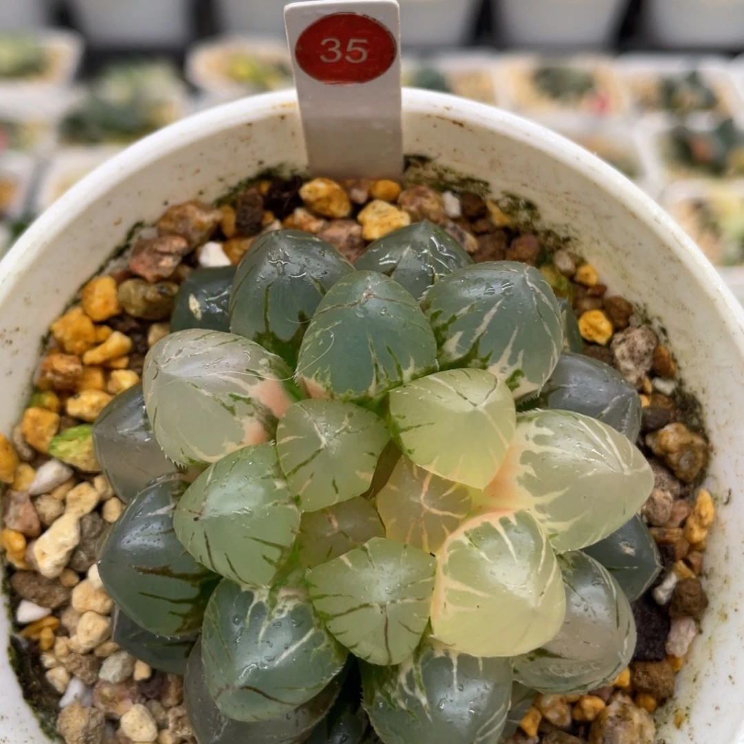 35 om大窗玉露锦11111