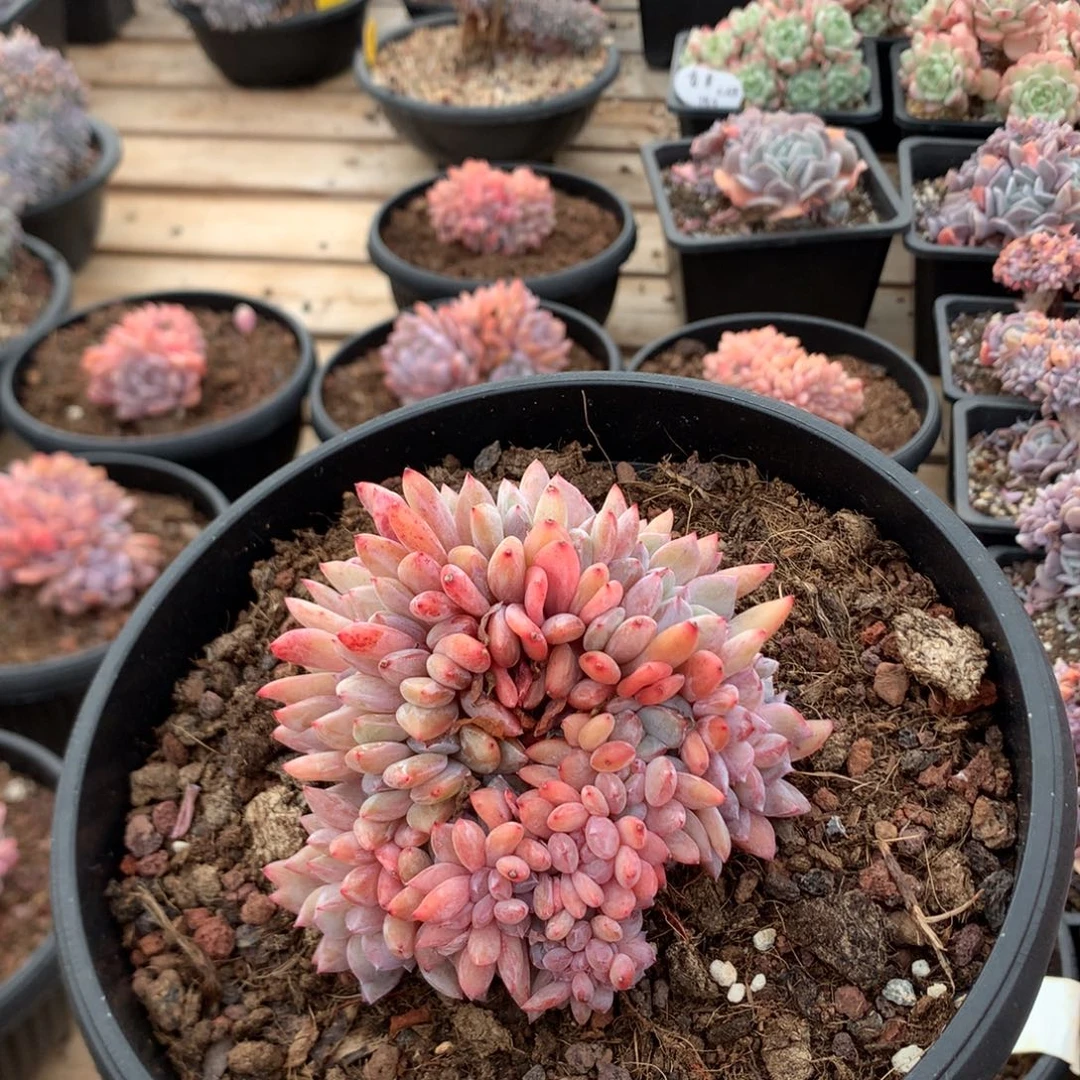 10厘米盘龙雪天使缀 无砍 5548