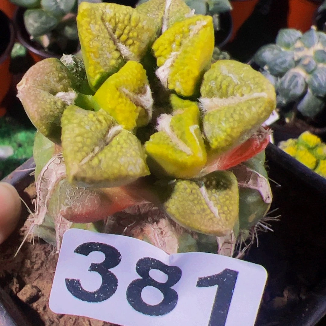 无花朵黑牡丹锦381