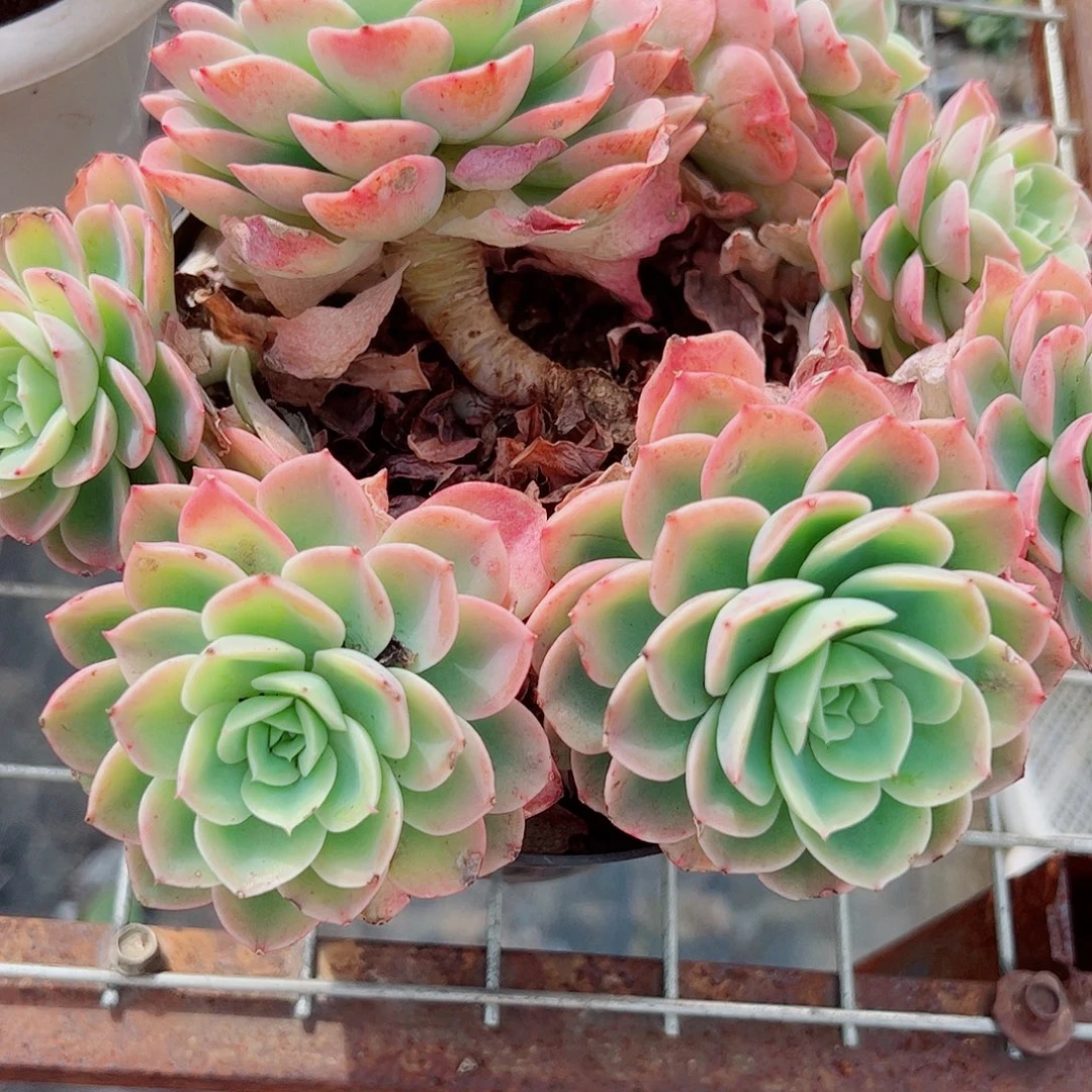 哈密瓜多头群生精品特价