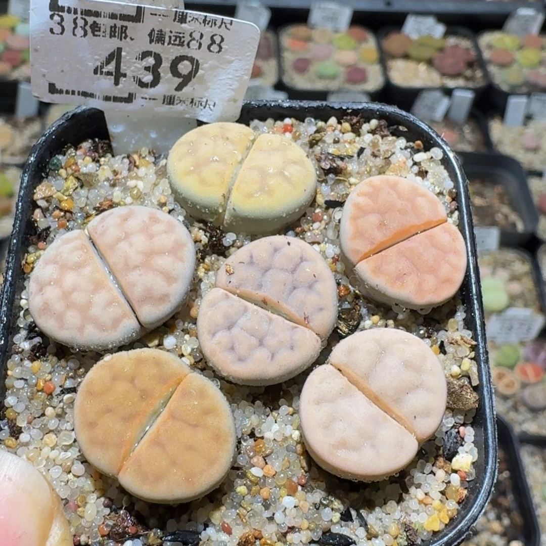 Ssss精品生石花439