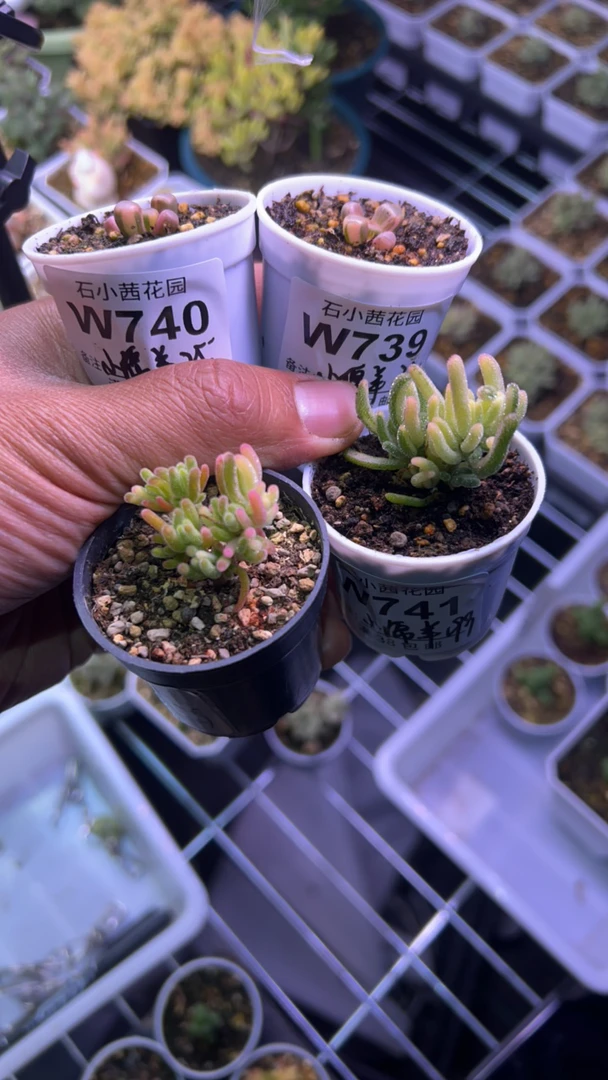 小绵羊-五十铃玉锦2荧光兔锦白2-多肉植物枝干番杏