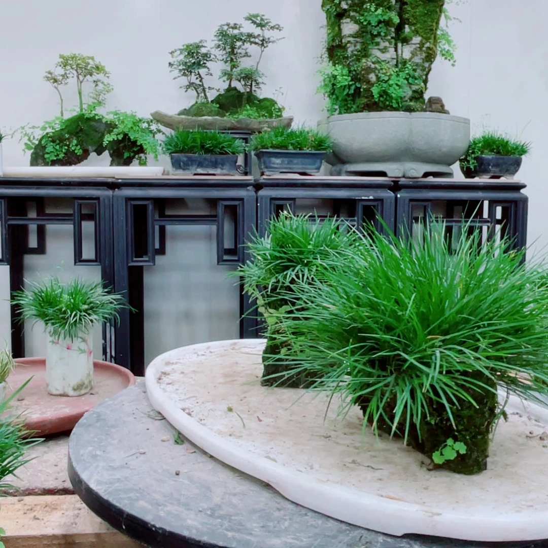 无铅玻璃艾*x铁线蕨铁线蕨铁线蕨