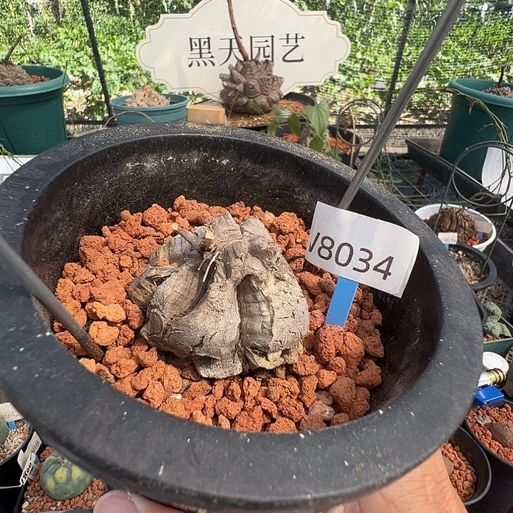 多肉植物专拍 一物一拍 南非龟甲龙8034