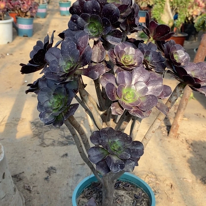 厚圆叶多肉植物66。