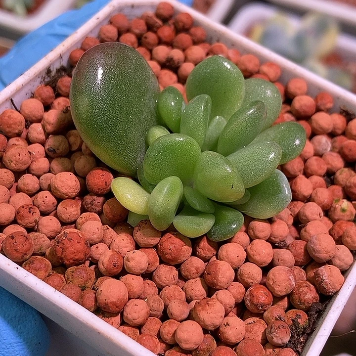 美人锦多肉植物多肉