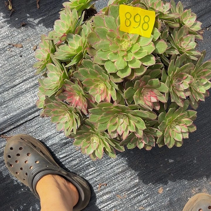 多肉植物福利898个