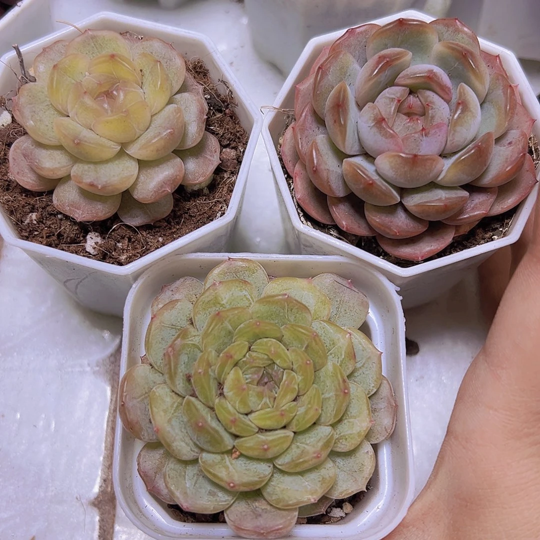 三恋组合3盆19包邮