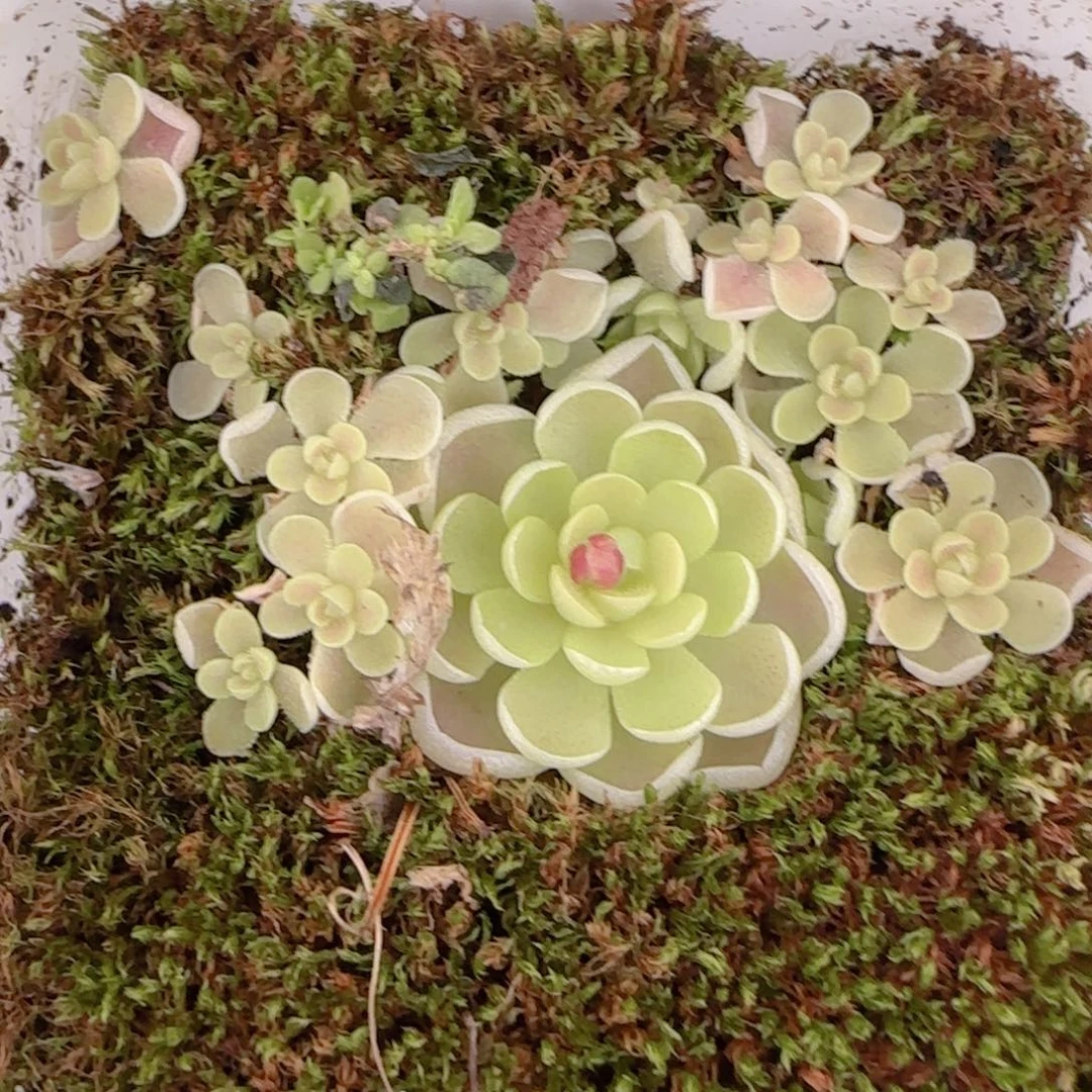 花语多肉1217-46爱丽丝捕虫堇