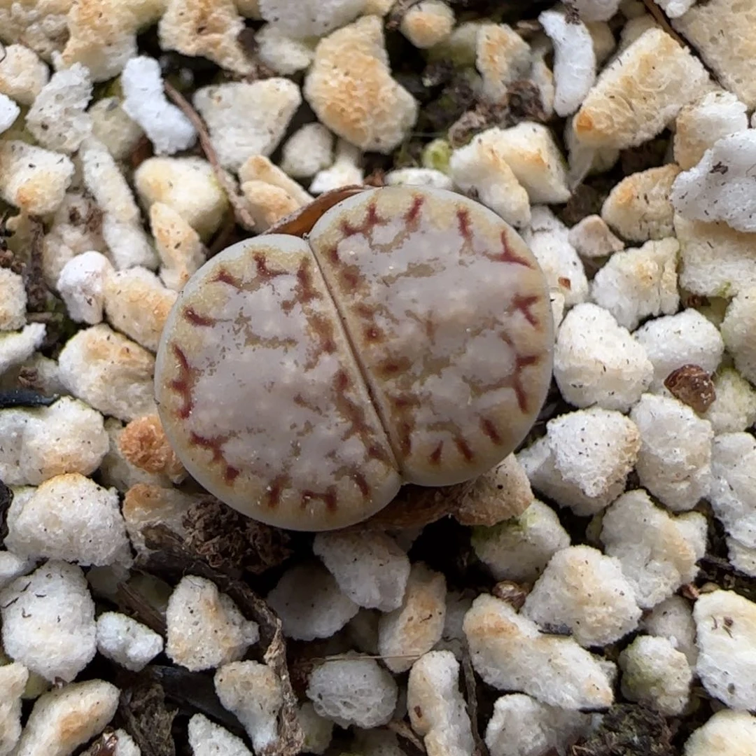 6.1。.6饼干。9208。。