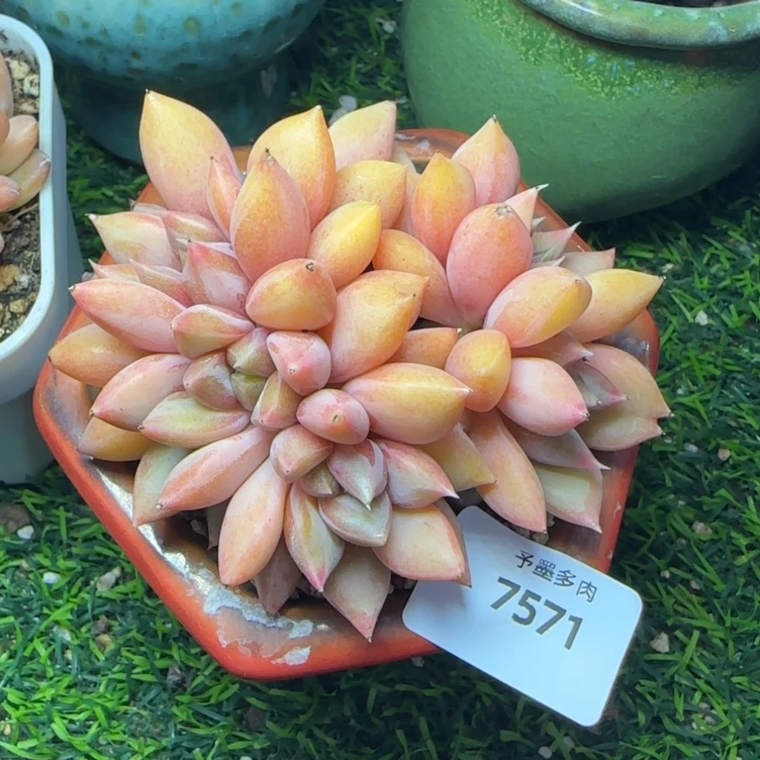 红象牙，7571多肉植物