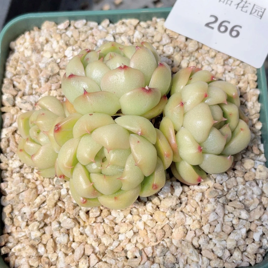 @***g266号糖心冰心珍妮