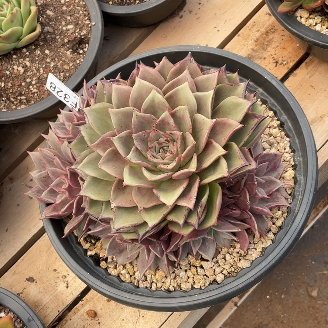 若如东云单拍F328