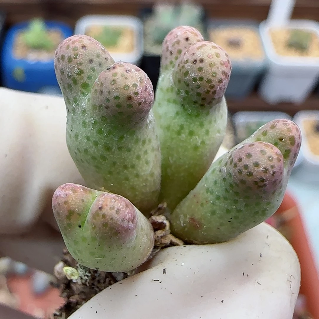 301园艺优选红斑马