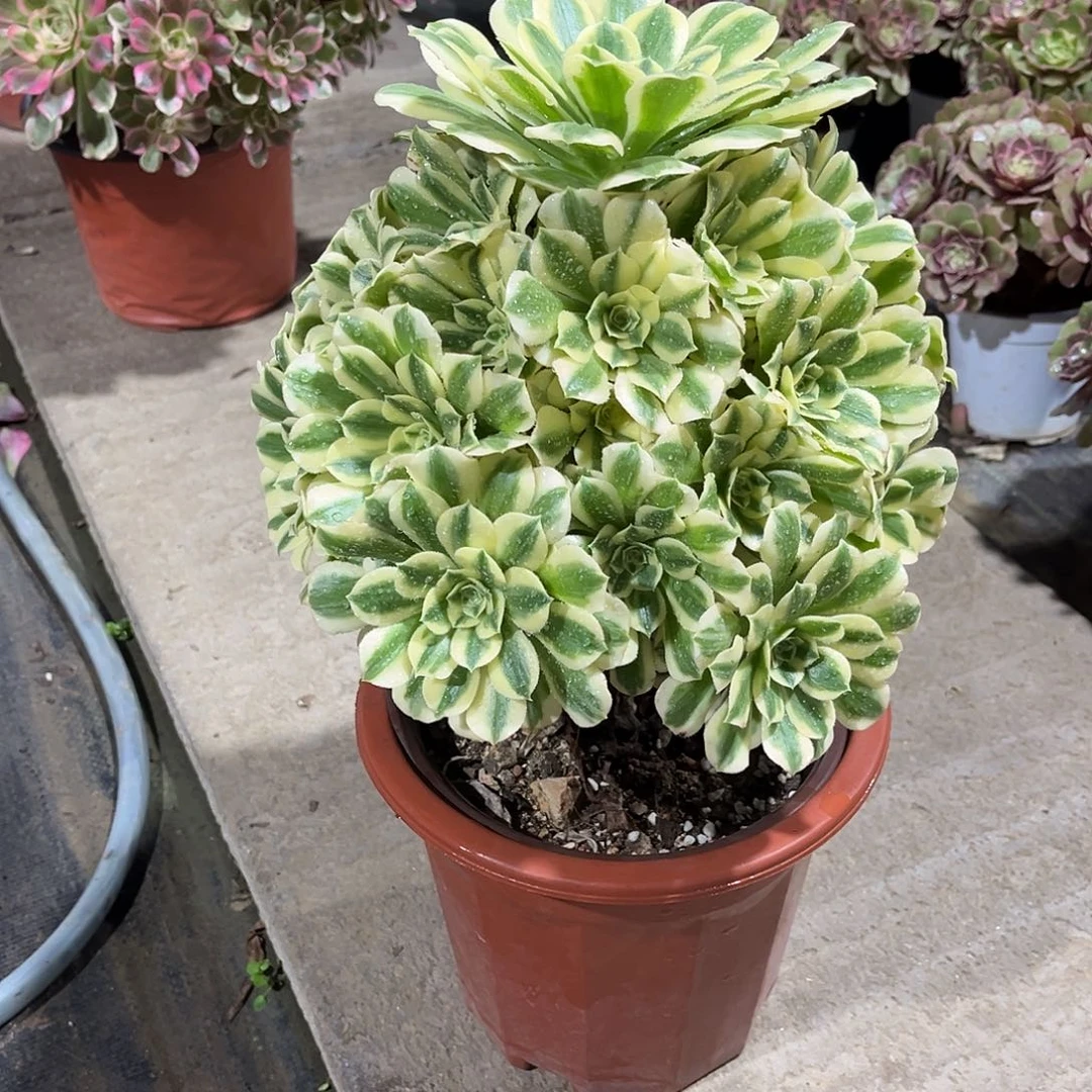 迈巴赫法师漂亮漂亮