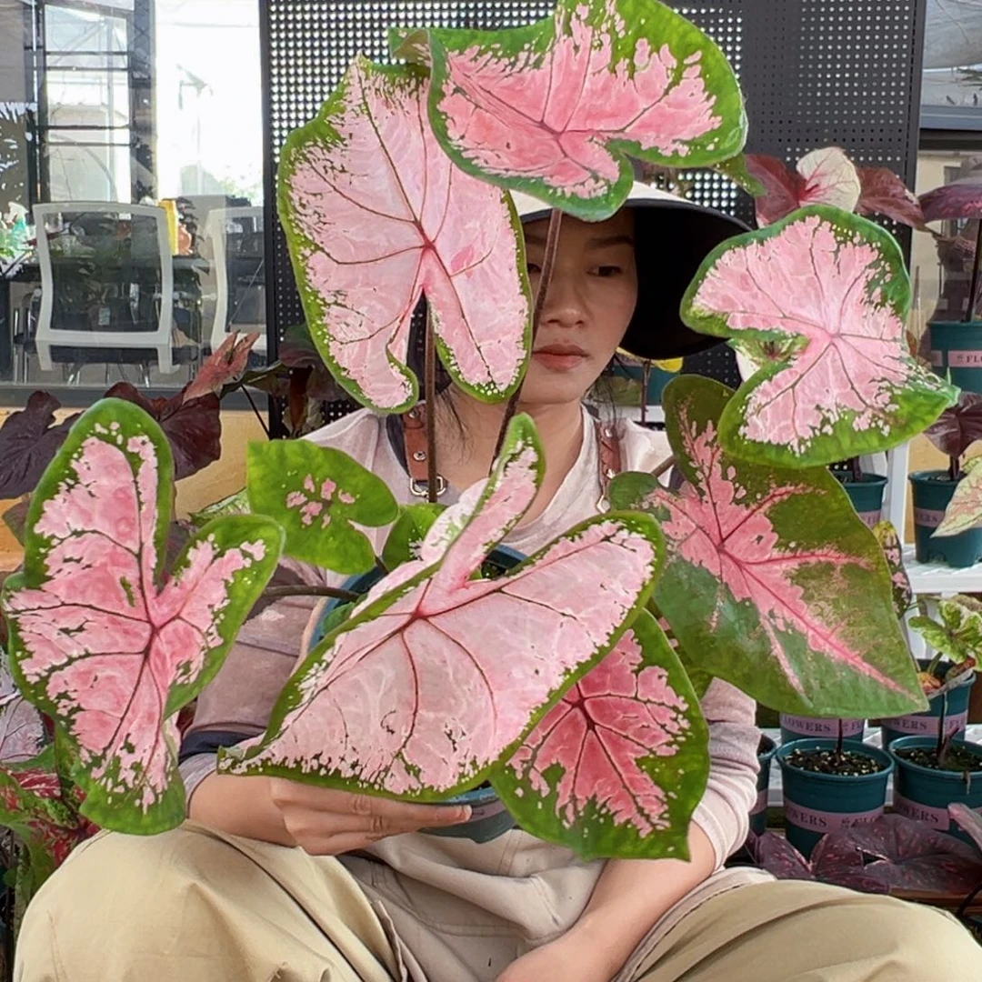 无花朵0034粉色飞溅