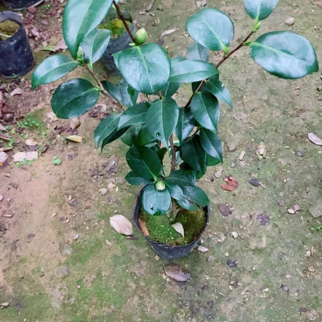 完全开放友之浦茶花