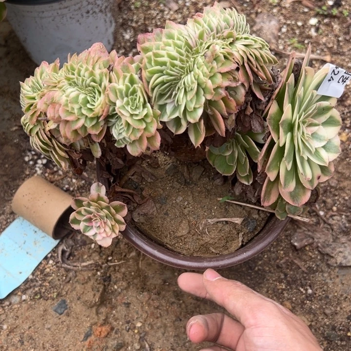 荔枝缀多肉植物424