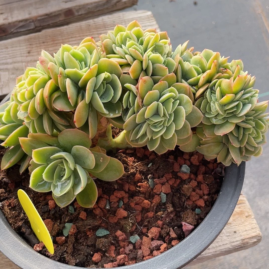 星娜塔缀化多肉植物