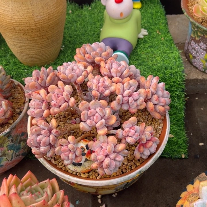 香香雪 20公分 不带盆