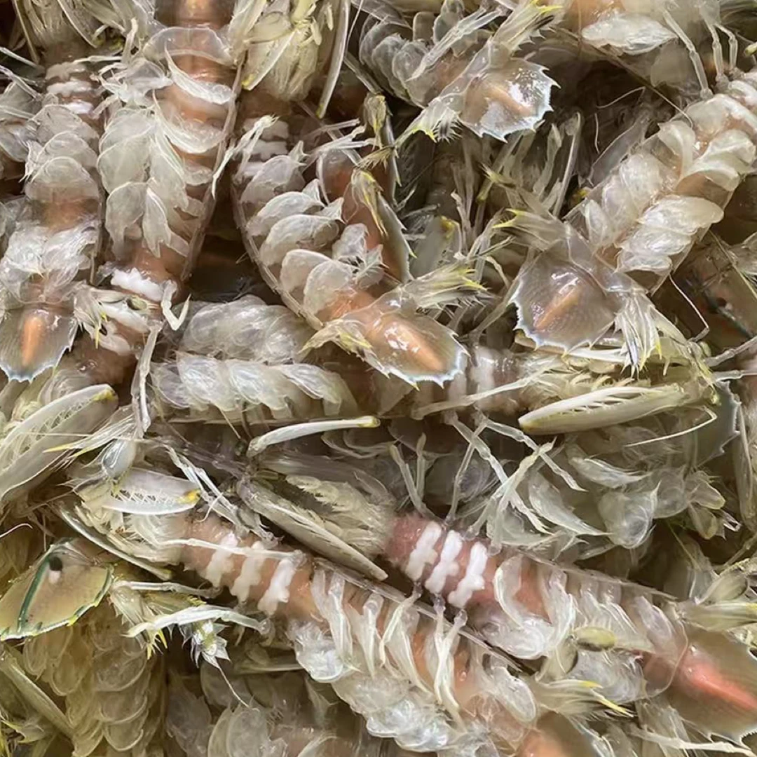 北部湾野生皮皮虾  公虾   净重3斤   活蒸顺丰包邮