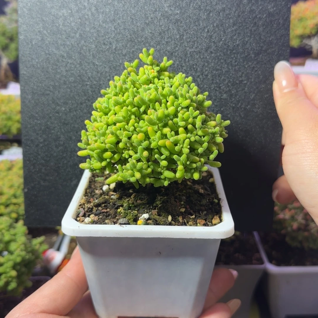 dy1211蜜橘圣诞树直杆