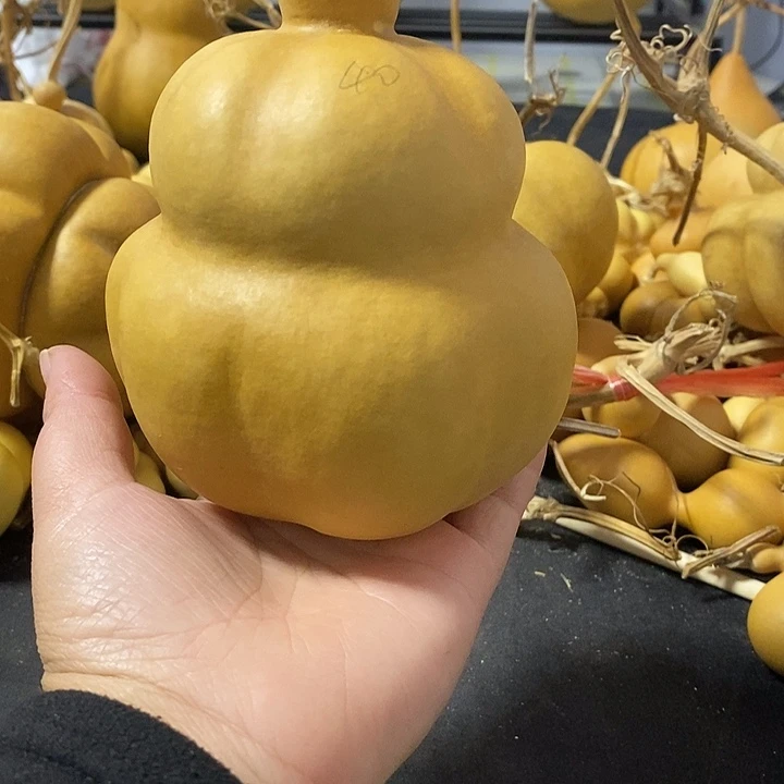 小*葫芦的颜色很好看啊