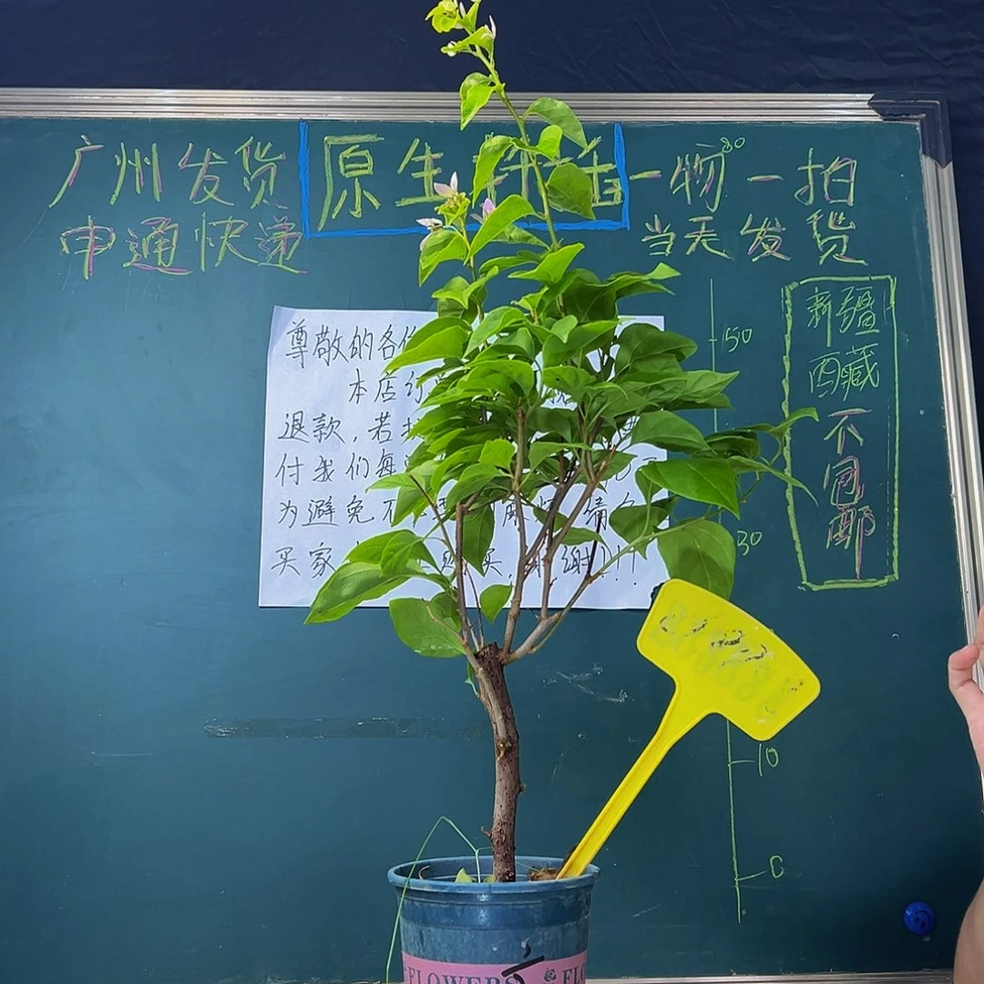 当前无花栽培后可以开花广红樱 88888