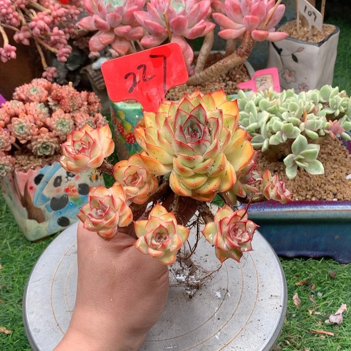 多肉植物一物一拍227