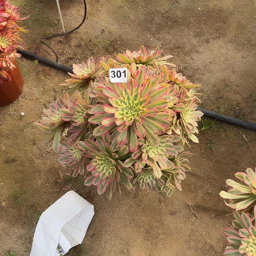 子*多肉植物粉钻301