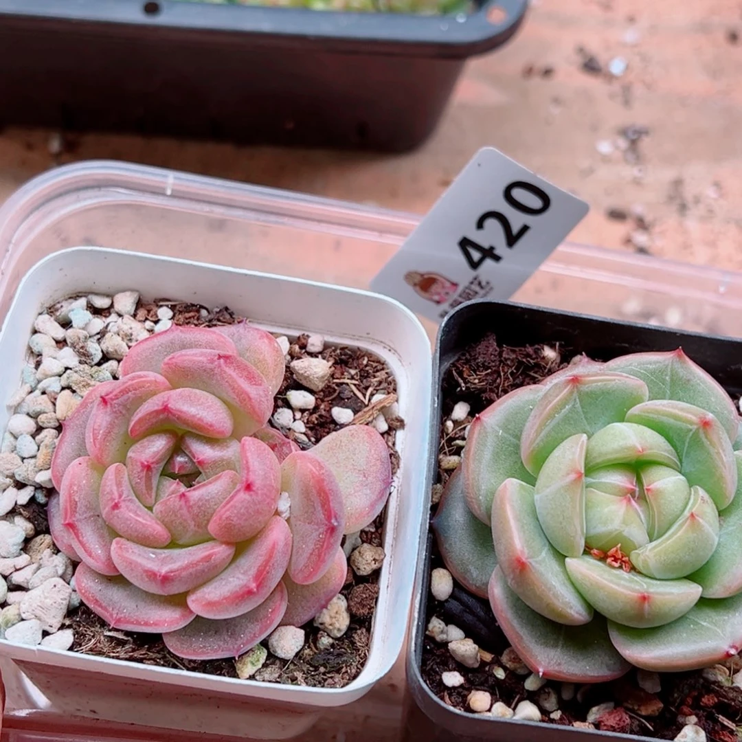 多肉植物多肉植物