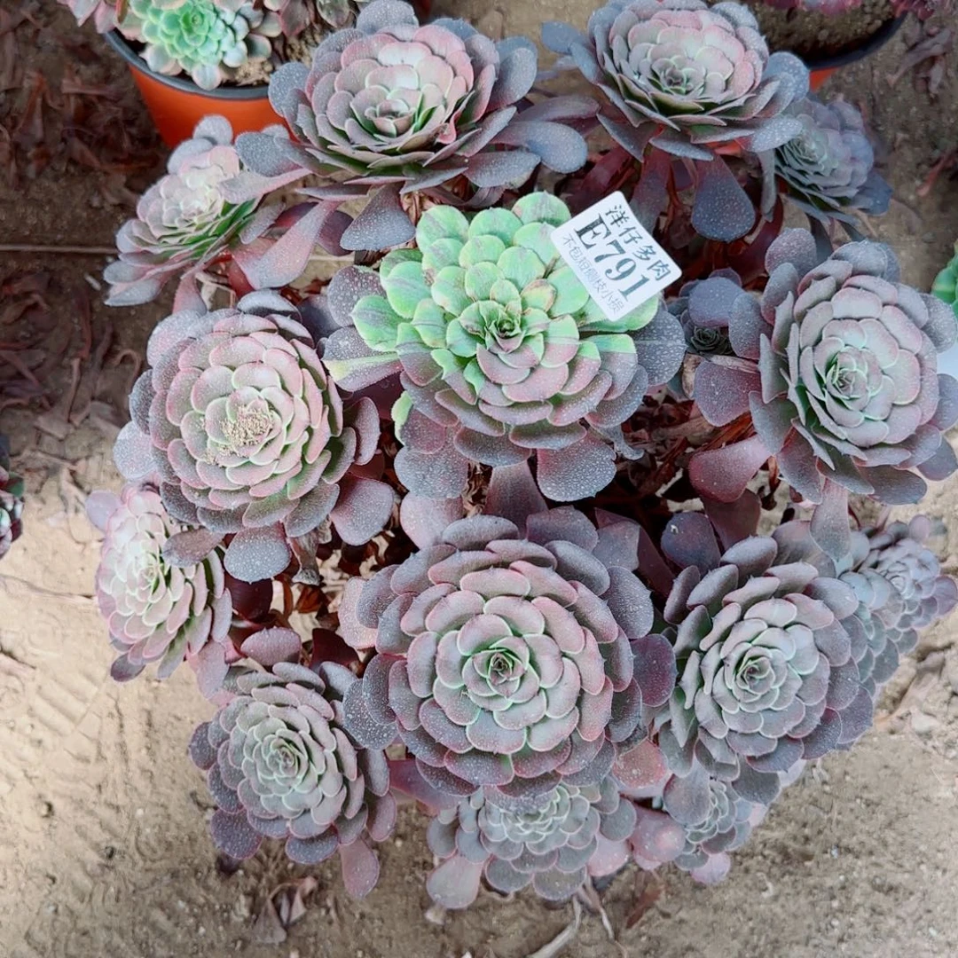 791发师多肉植物冠幅45