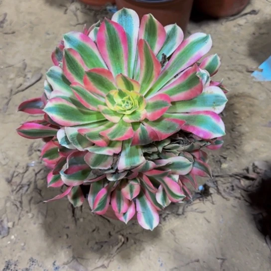 粉女巫9.9多肉植物