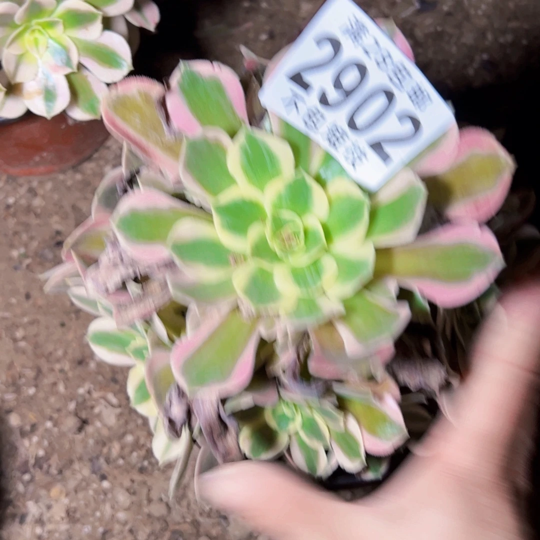 2902多肉植物女郎法师