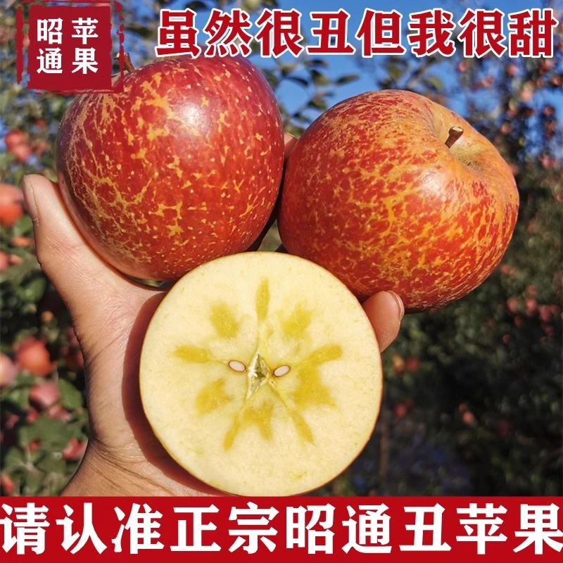 正宗云南昭通丑苹果冰糖心水果脆甜多汁树上自然熟果园现摘现发