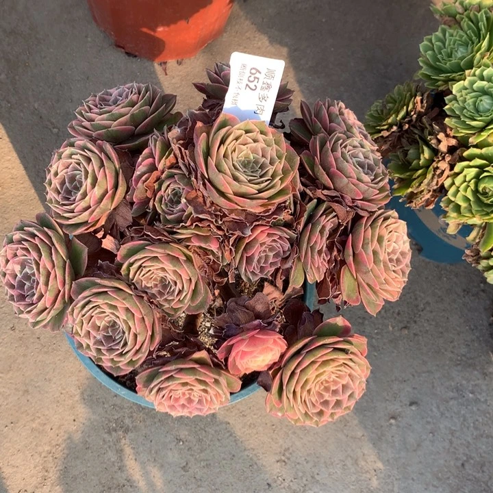 652粉花妖多肉特价不售后
