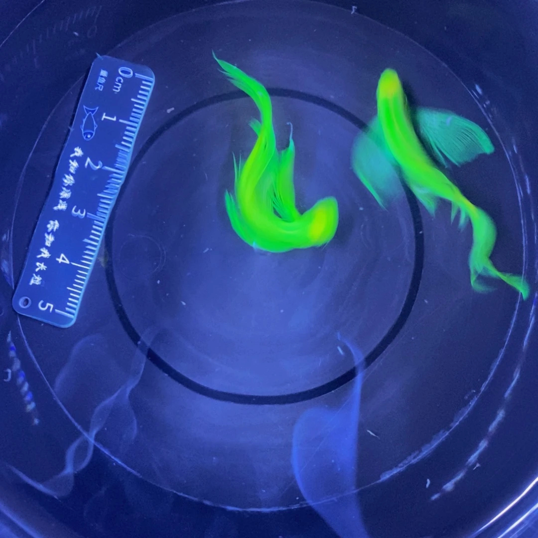 斑马鱼蝶翼斑马绿色2条3.5-4厘米