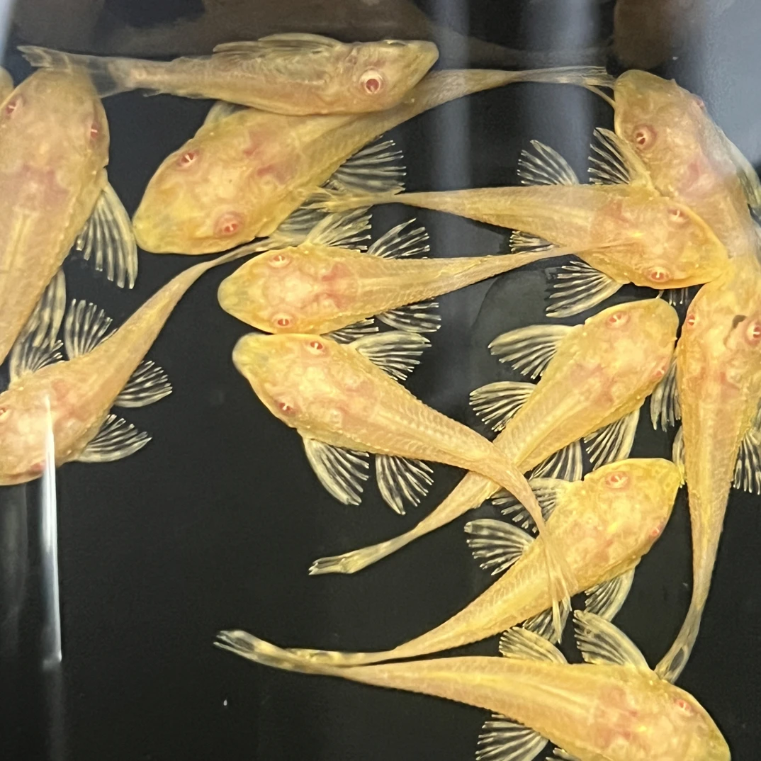 除藻黄金红眼清道夫吃粪便清洁工具观赏鱼热带垃圾异型鱼淡水鱼苗