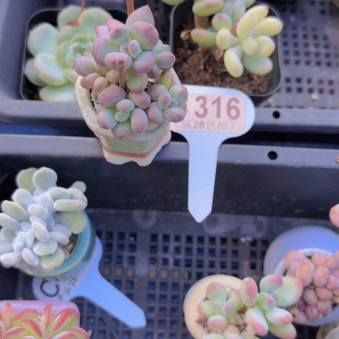 C316萤火虫锦一物一拍