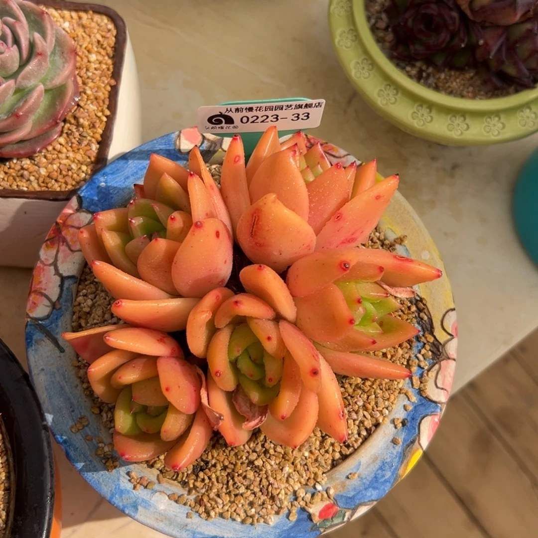 馨*多肉一物一拍0223-33