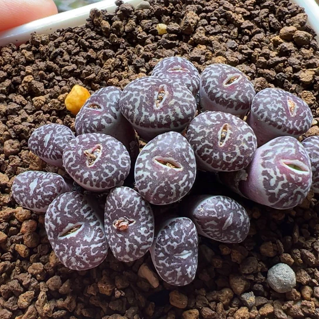 751多肉植物种类多样