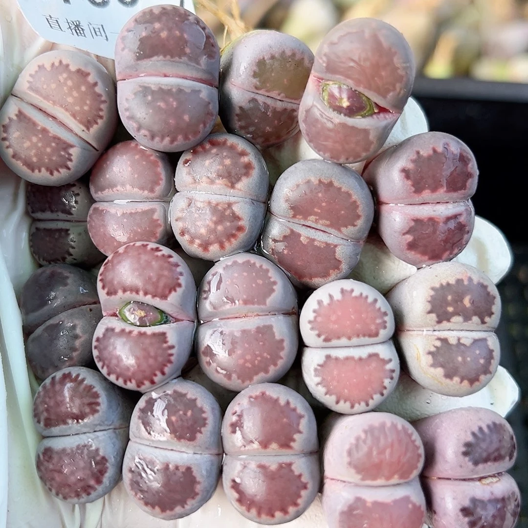 8730 好养易活生石花大母本19个