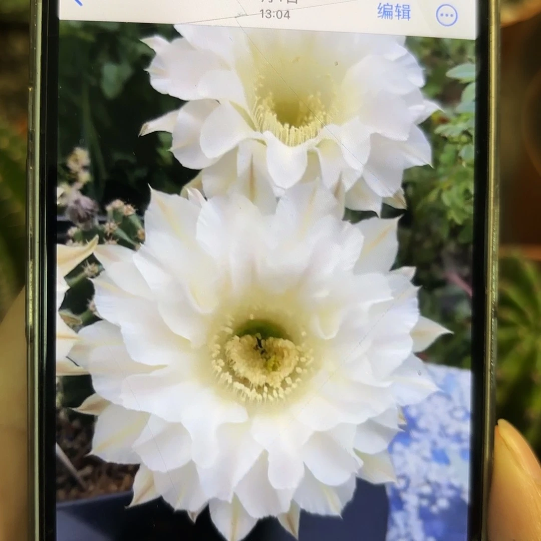 彩草青青天使7公分左右