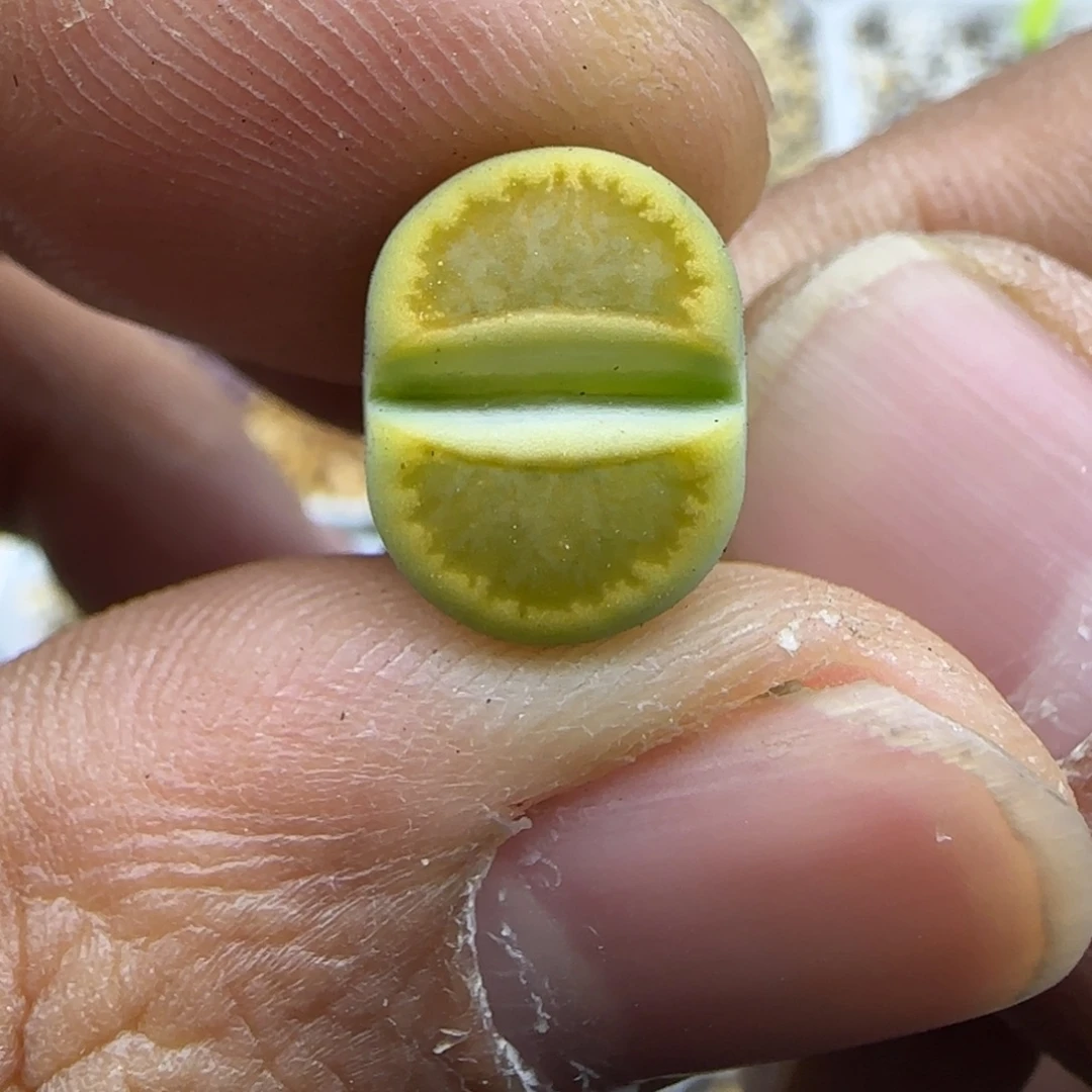 362 生石花大棚直播