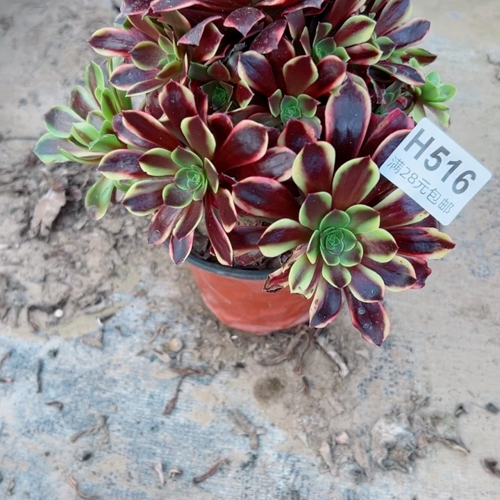 516欧嘉莉多肉植物