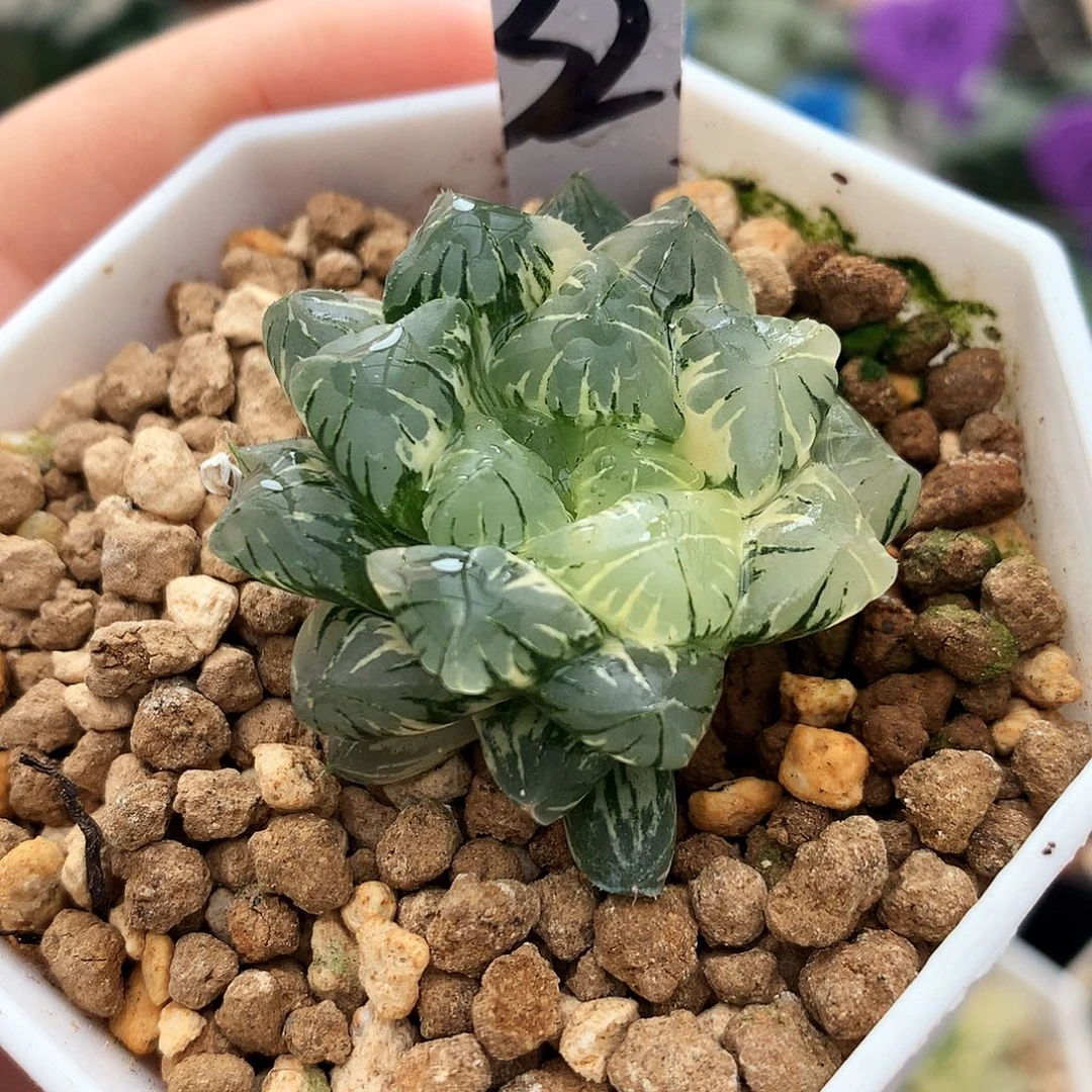 广濑玉露锦，32号，一物一拍