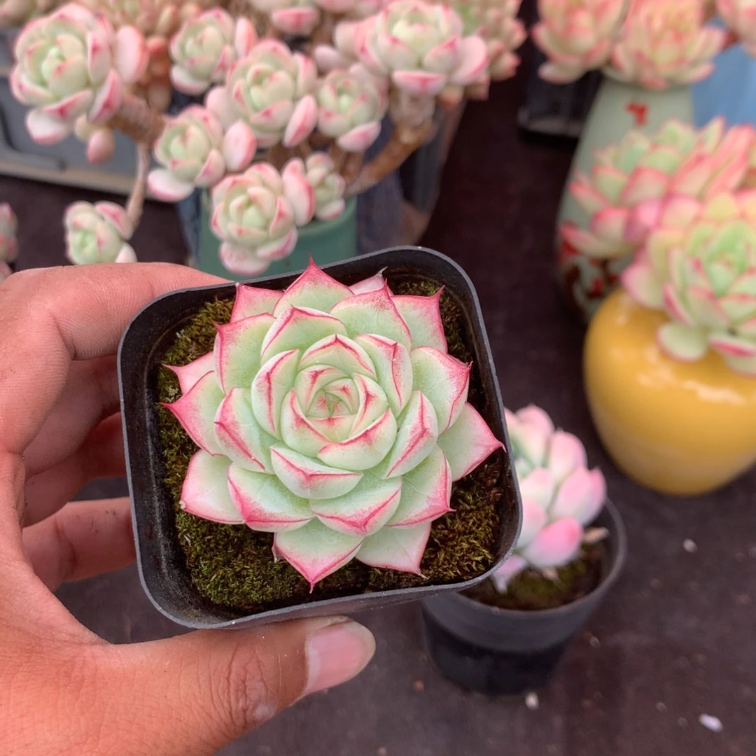 我在上课一听到这个人说话