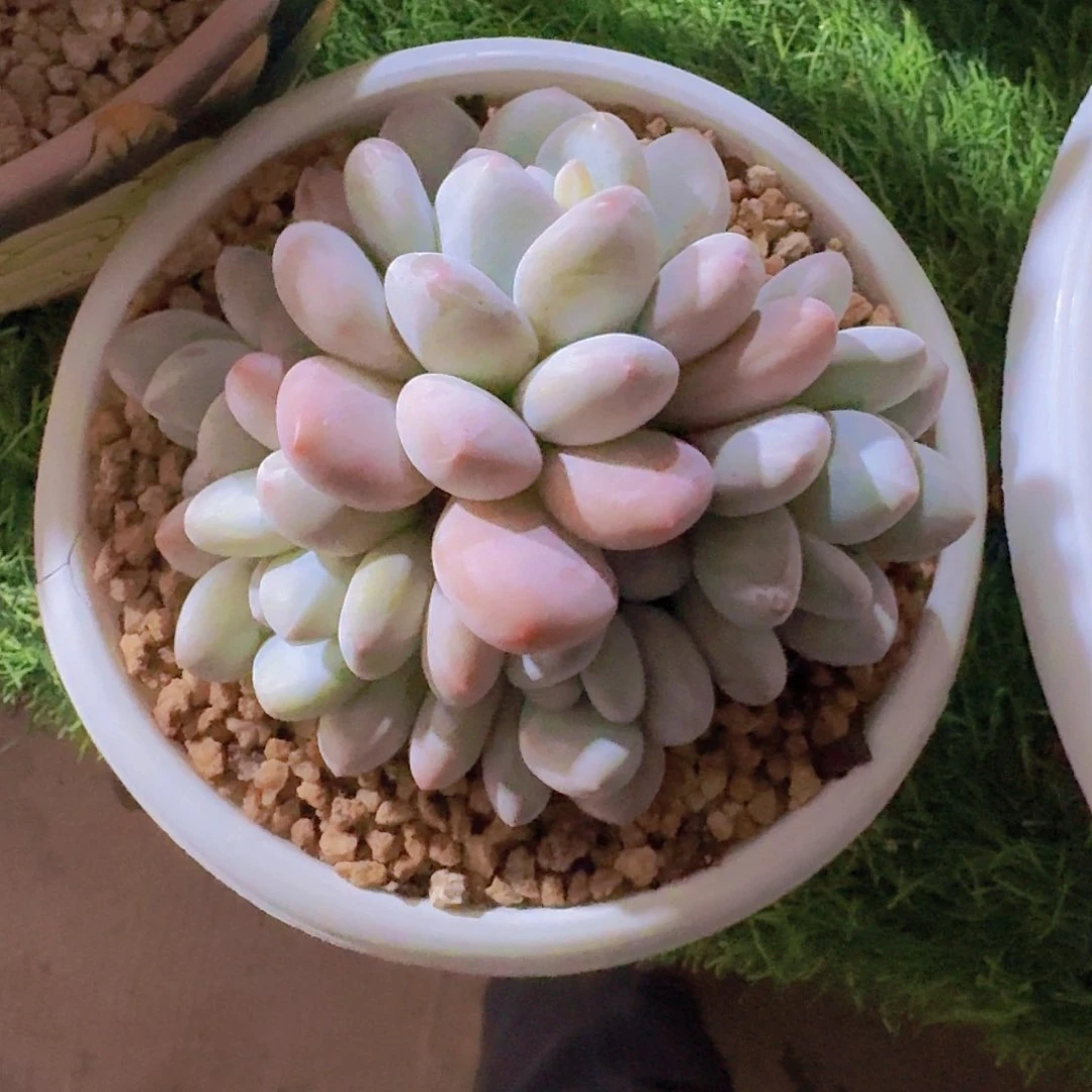 鱼鱼专拍多肉一物一拍